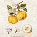 Cross-Stitch Kit “The Pear shaped Quince”  Luca-S (BL22430)